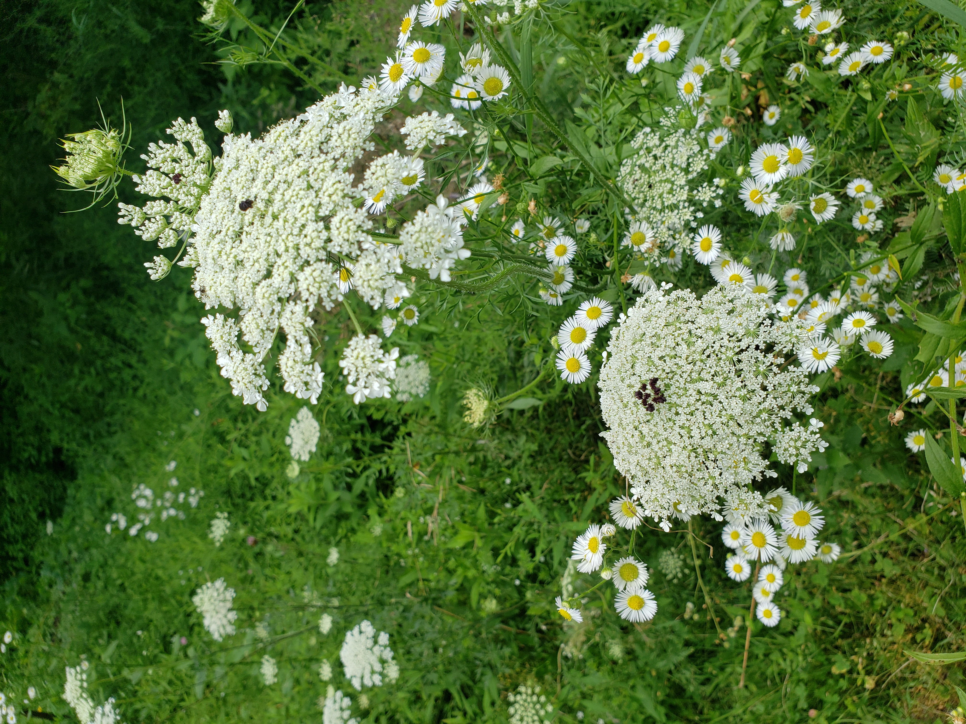 Daisies and QueenAnne's Lace